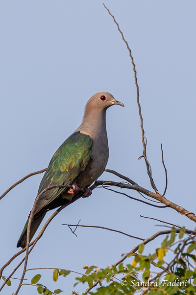Glanzfruchttaube (Ducula aenea) 01 - Sri Lanka