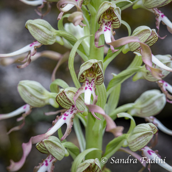 Bocks-Riemenzunge (Himantoglossum hircinum) 01