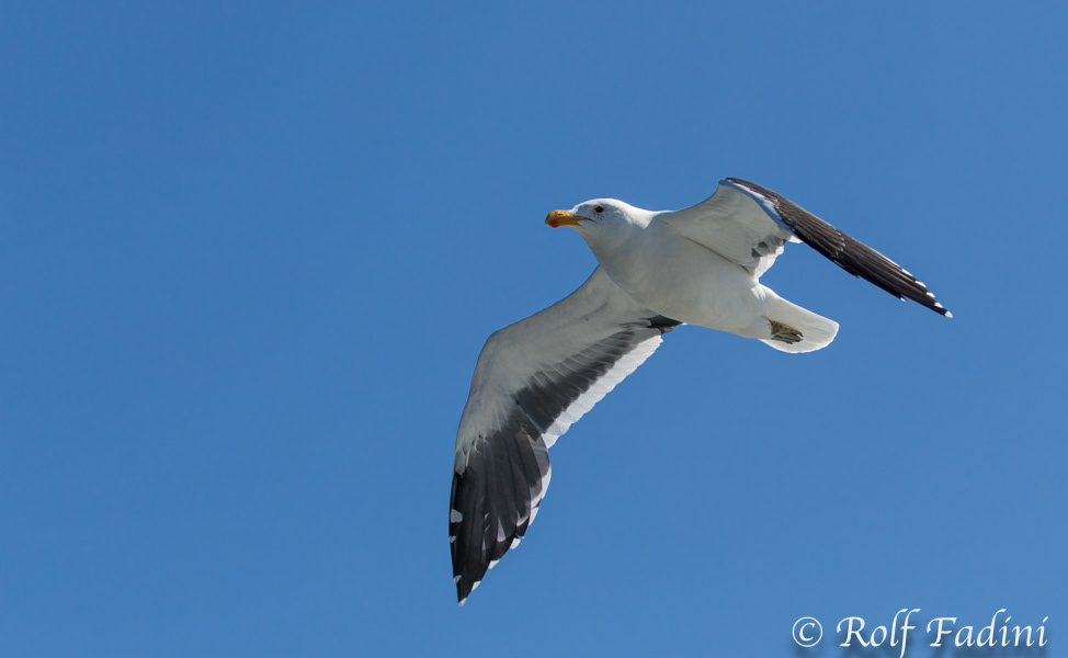 Steppenmöwe (Larus cachinnans) 01