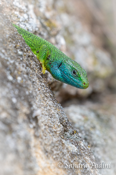 Westliche Smaragdeidechse (Lacerta bilineata) 01
