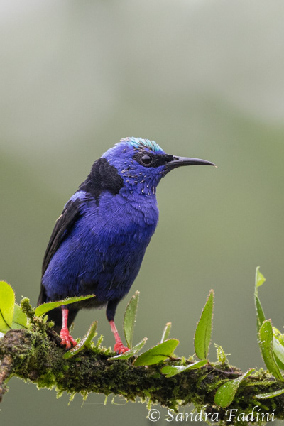 Türkisnaschvogel (Cyanerpes cyaneus) 01 - Männchen (Costa Rica)
