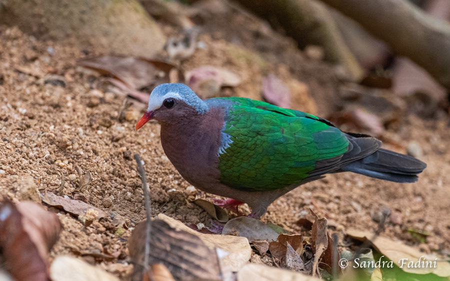 Graukappen-Glanztaube (Chalcophaps indica) 01 - Sri Lanka