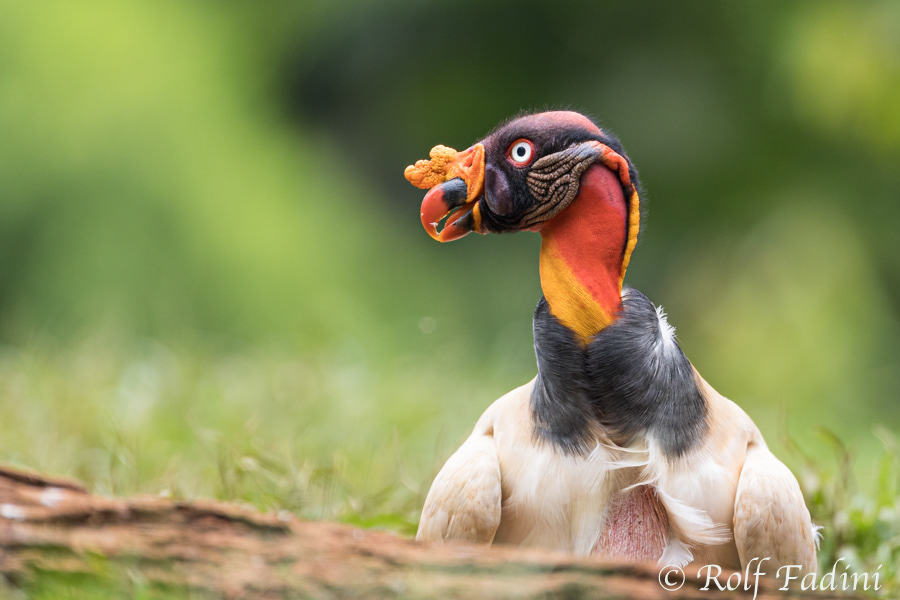 Königsgeier (Sarcoramphus papa) 11 - Costa Rica