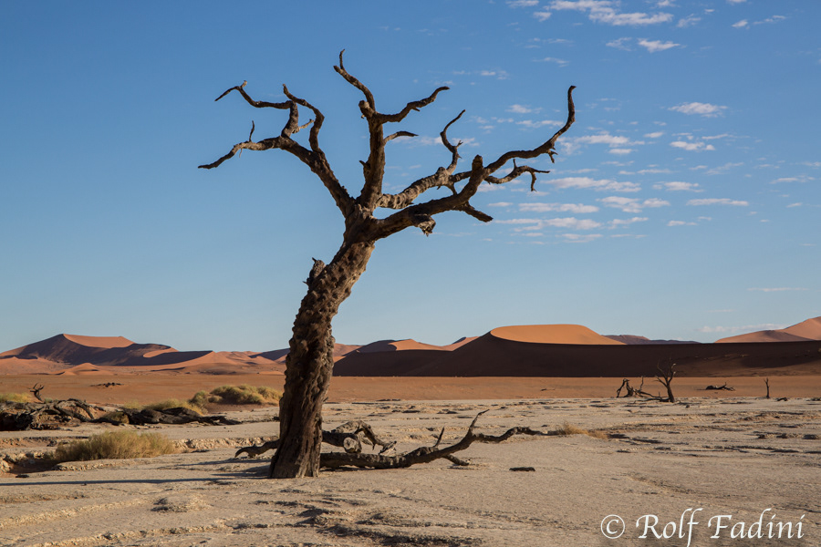 Namibia 17 - Namib Wüste, Dead Vlei, toter Kameldornbaum
