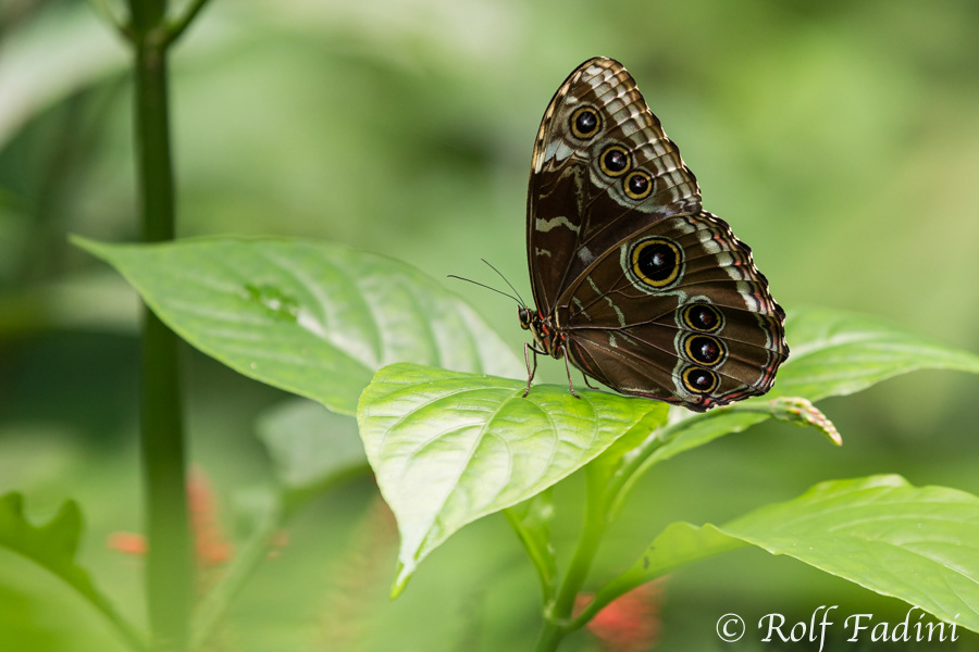 Blauer Morphofalter (Morpho peleides) 02 - Costa Rica