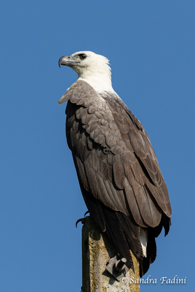 Weißbauchseeadler (Haliaeetus leucogaster) 01 - Sri Lanka 