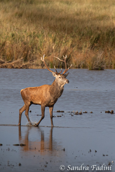 Rothirsch (Cervus elaphus) 06