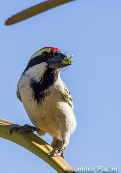 Rotstirn-Bartvogel (Tricholaema leucomelas) 02 - Namibia
