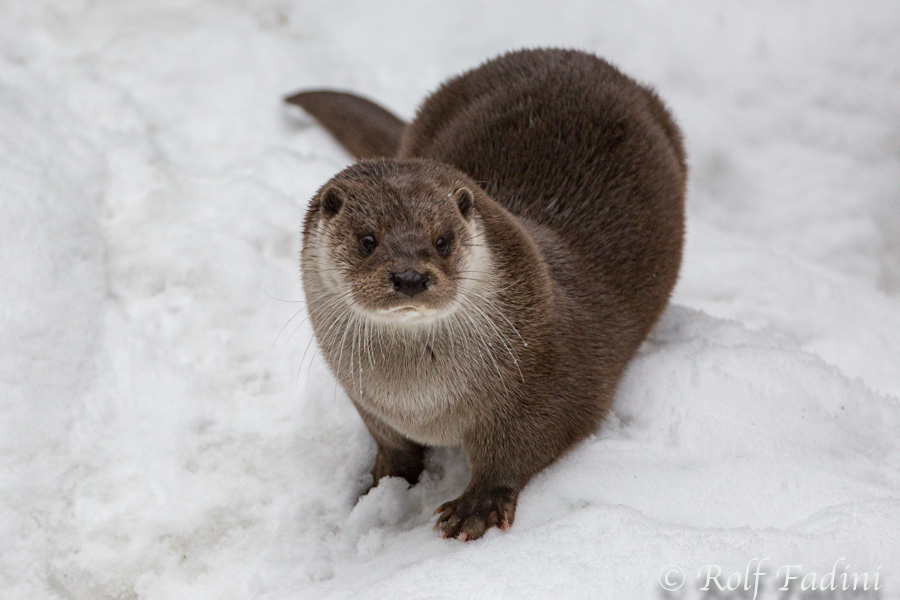 Eurasischer Fischotter (Lutra lutra) 04 - captive