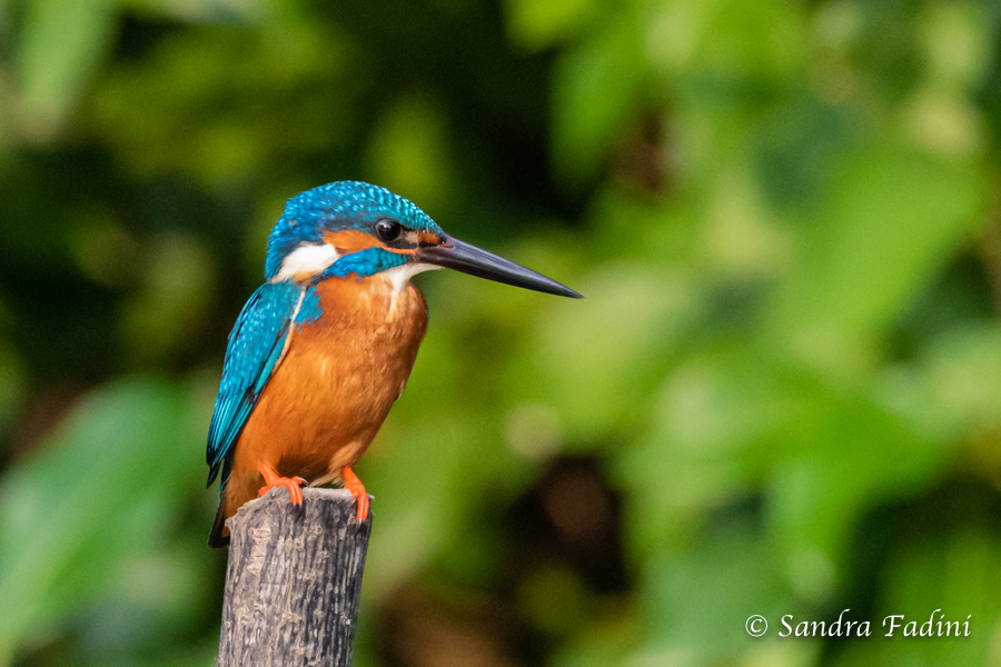 Eisvogel (Alcedo atthis) 08 - Sri Lanka