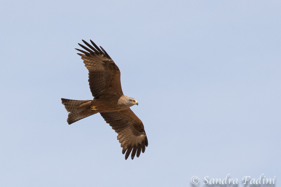 Rotmilan (Milvus milvus) 11 - Spanien