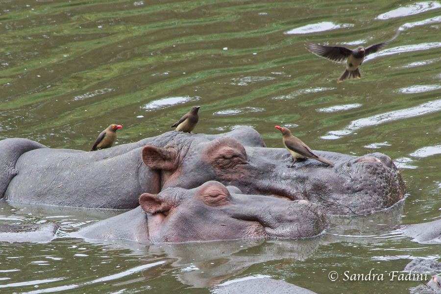 Flusspferd (Hippopotamus amphibius) 11 - Südafrika
