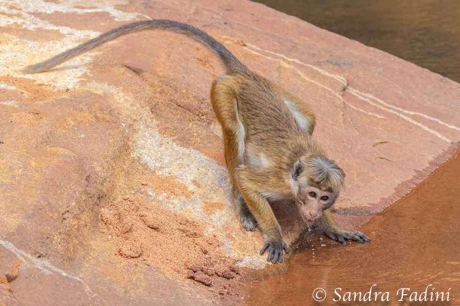 Ceylon-Hutaffe (Macaca sinica) 01 - Sri Lanka