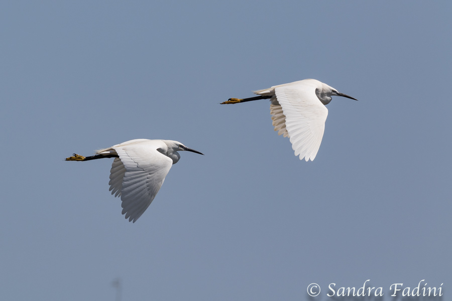 Seidenreiher (Egretta garzetta) 01 - im Flug (Rumänien)