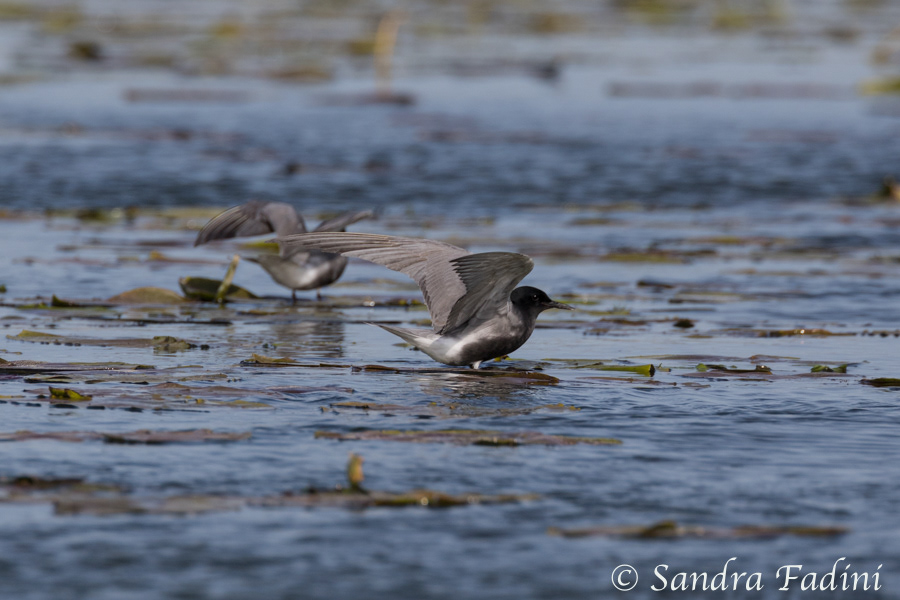 Weißflügelseeschwalbe (Chlidonias leucopterus) 01 - Rumänien