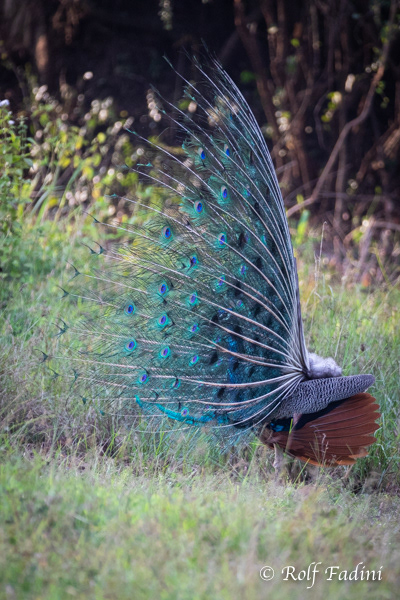 Blauer Pfau (Pavo cristatus) 03 - Sri Lanka