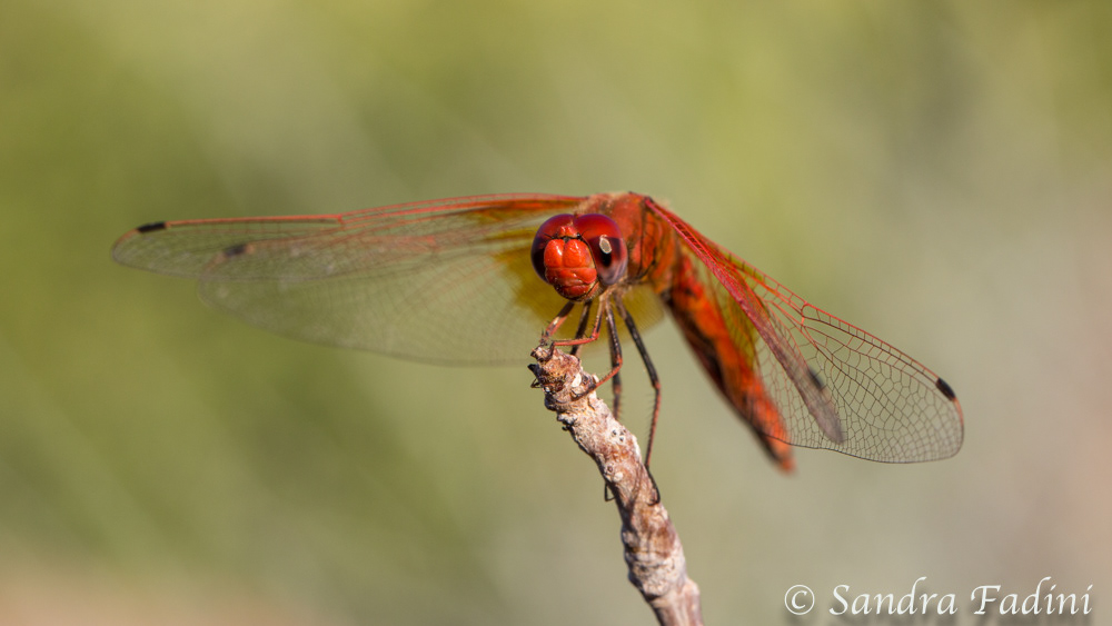 Feuerlibelle (Crocothemis erythraea) 02 - Männchen (Namibia)