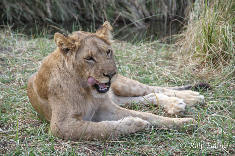 Löwe (Panthera leo) 31 - Captive - Junges Männchen (Zimbabwe)