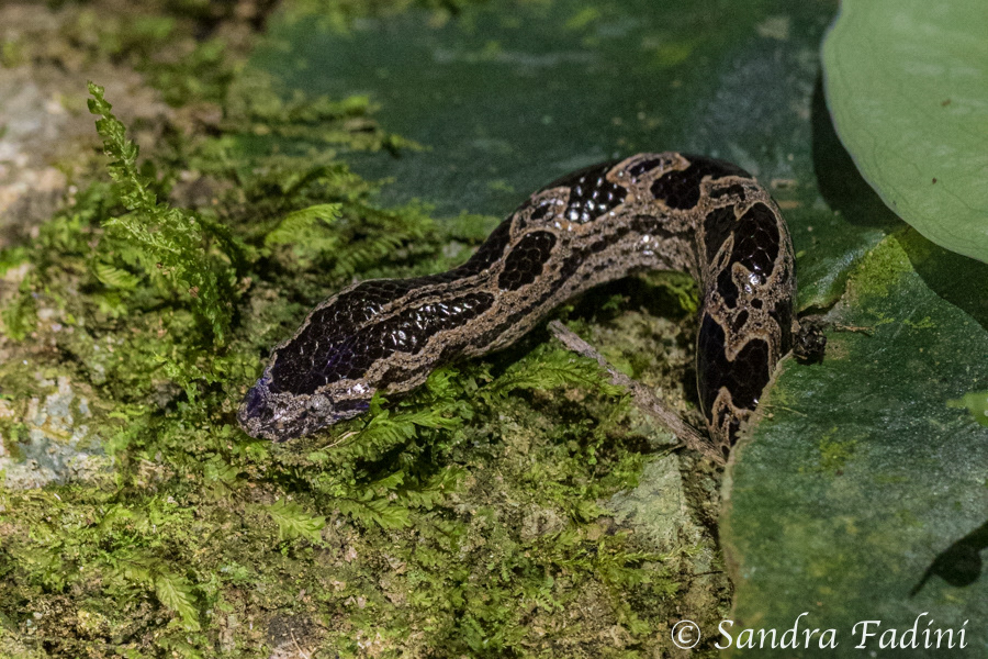 Panama Zwergboa (Ungaliophis panamensis) 02 - Costa Rica