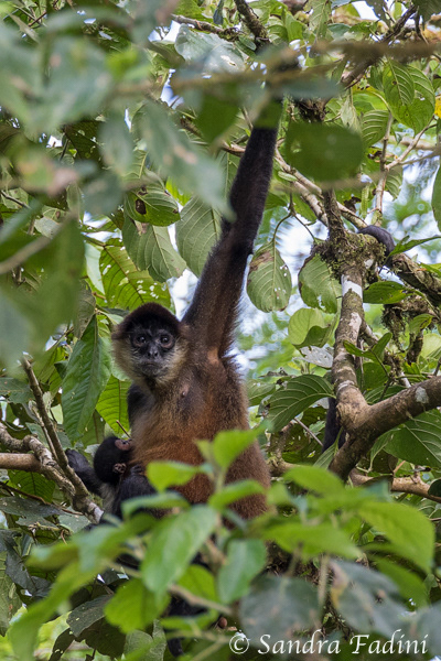 Geoffroy-Klammeraffen (Ateles geoffroyi) 08 - mit Jungtier (Costa Rica)