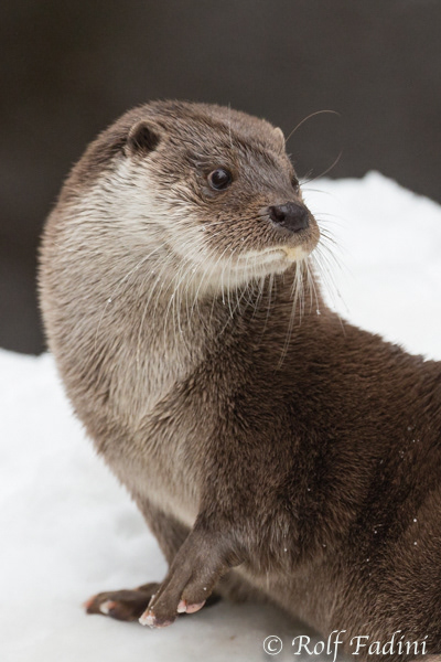 Eurasischer Fischotter (Lutra lutra) 11 - captive