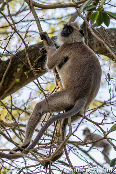 Hanuman-Langur (Semnopithecus) 07 - Sri Lanka