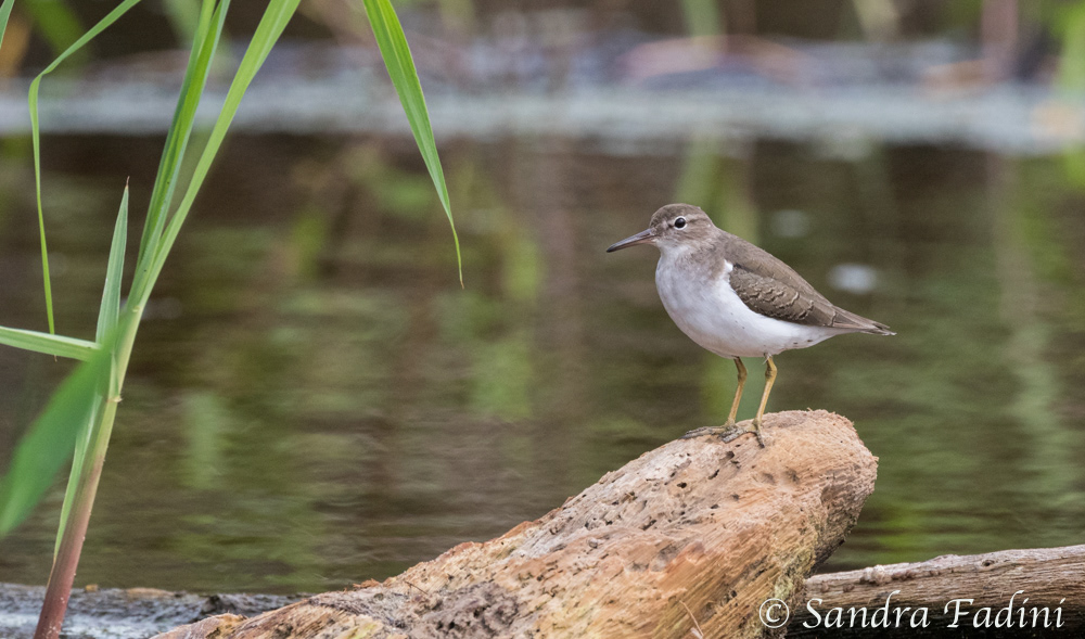 Wiesenstrandläufer (Calidris minutilla) 01 - Costa Rica