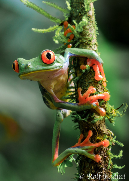 Rotaugenlaubfrosch (Agalychnis callidryas) 01 - Costa Rica