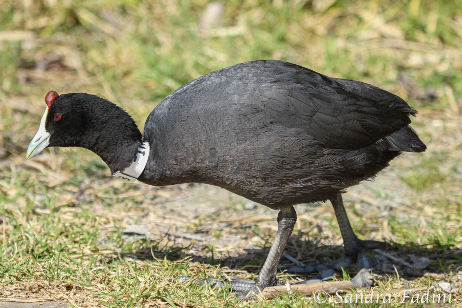 Kammblässhuhn (Fulica cristata) 01 - Spanien