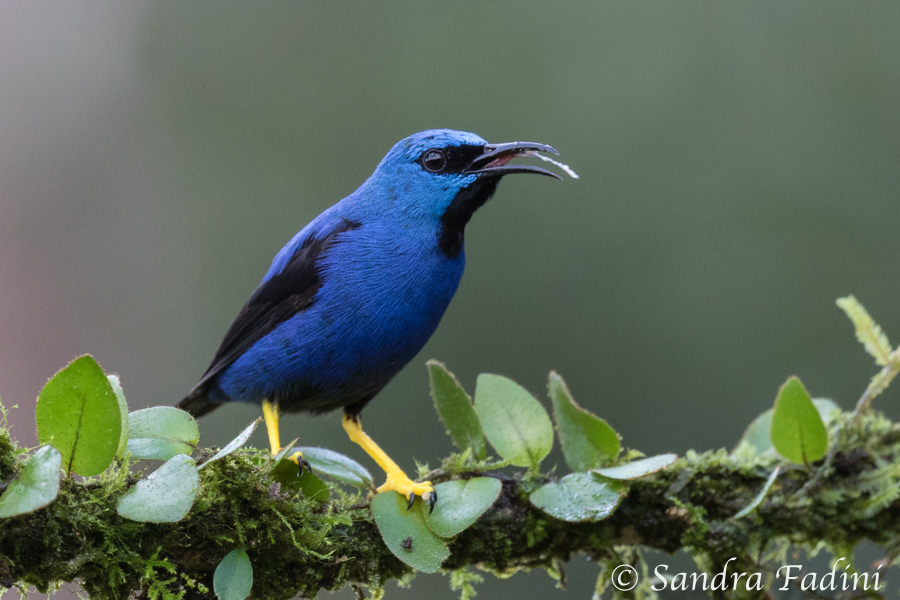 Azurnaschvogel (Cyanerpes lucidus) 01 - Männchen (Costa Rica)