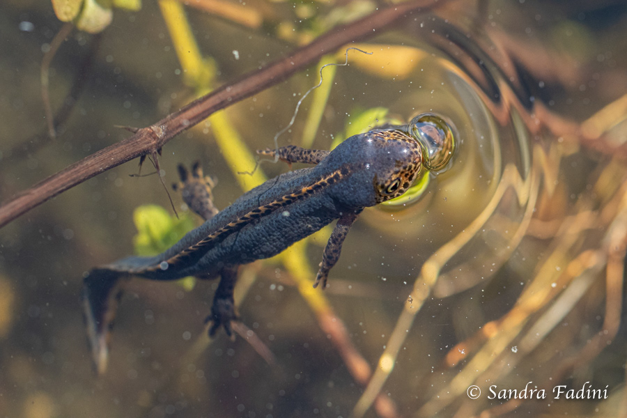 Bergmolch (Ichthyosaura alpestris) 04 - Männchen im Wasser
