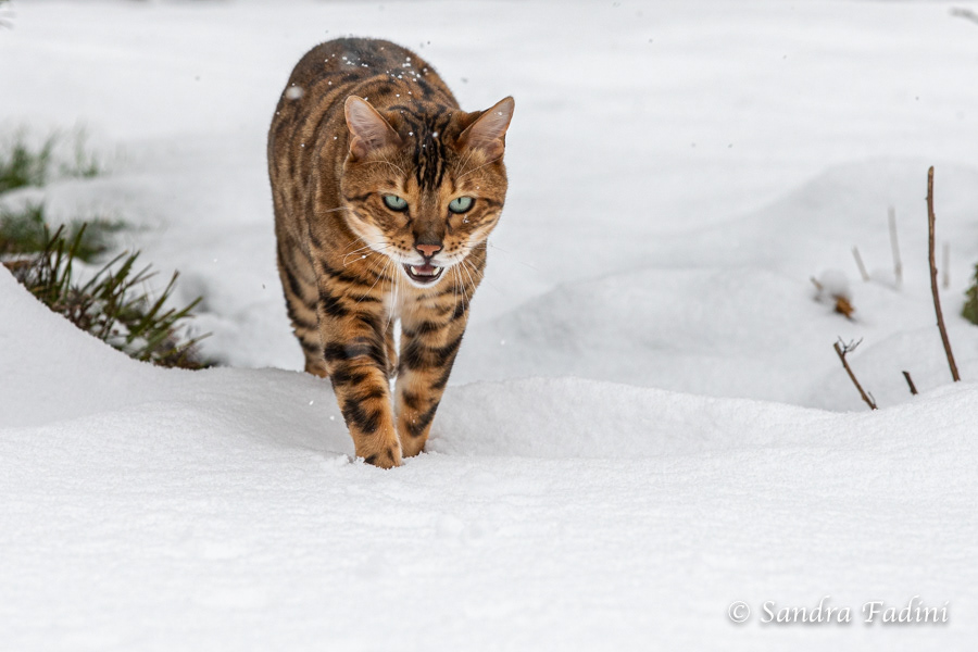 Bengal Katze 33 - Kater im Schnee