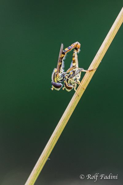 Gewöhnliche Langbauchschwebfliege (Sphaerophoria scripta) 03 - Paarung