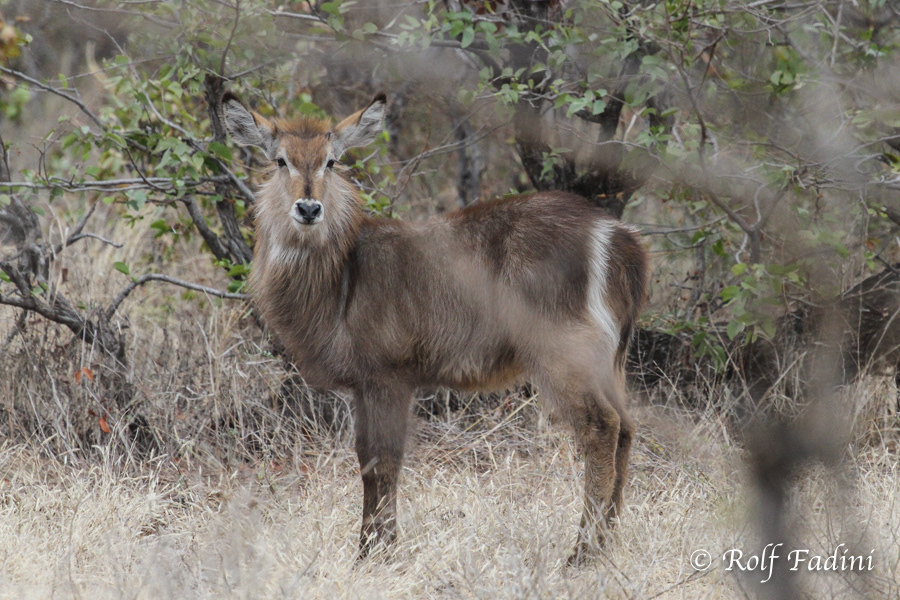 Ellipsen-Wasserbock (Kobus ellipsiprymnus) 01 - Weibliches Tier (Zimbabwe)