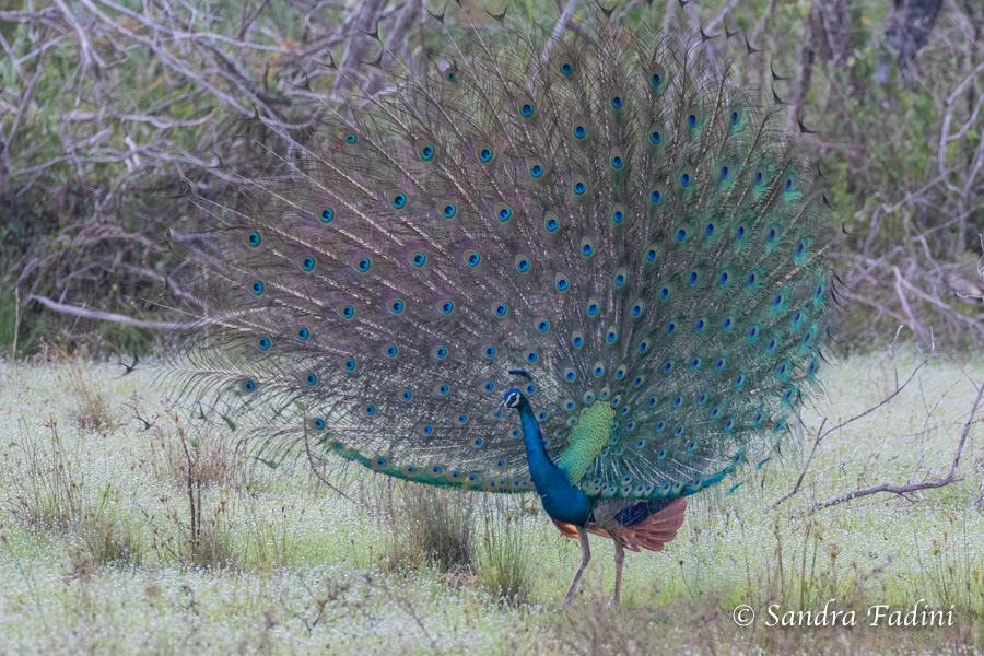 Blauer Pfau (Pavo cristatus) 06 - Sri Lanka