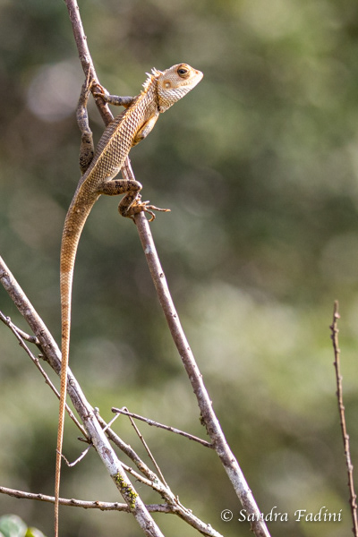 Blutsaugeragame (Calotes versicolor) 01 - Sri Lanka