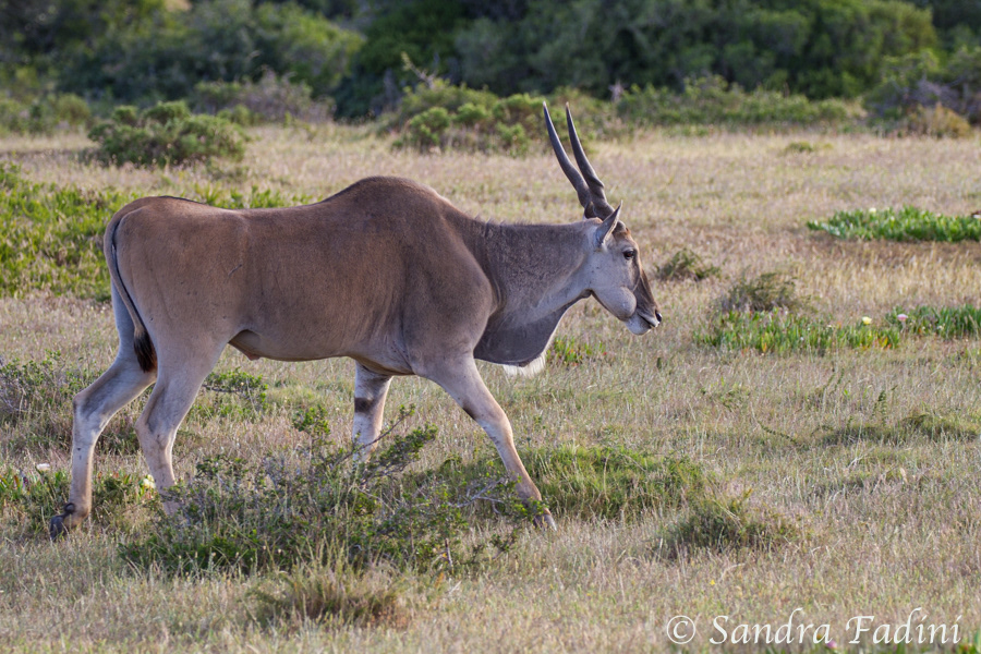 Elenantilope (Taurotragus oryx) 01 - Südafrika