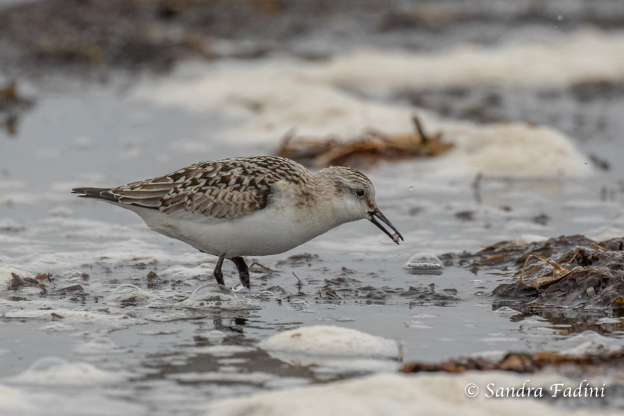 Sanderling (Calidris alba) 01