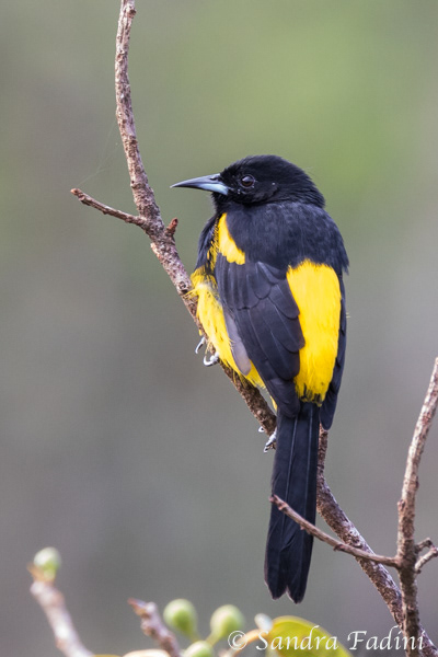 Schwarzkleidtrupial (Icterus prosthemelas) 01 - Costa Rica