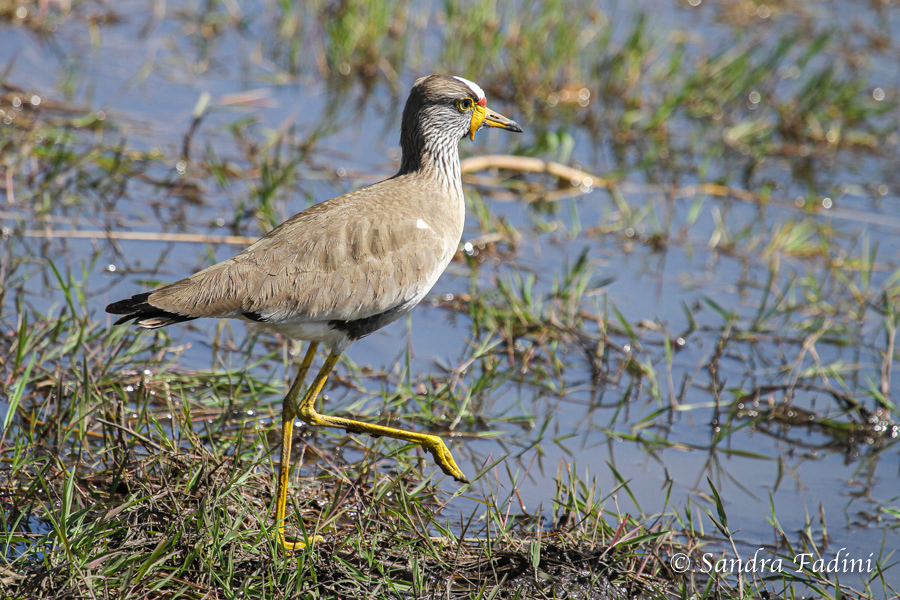 Senegalkiebitz (Vanellus senegallus) 01 - Botswana