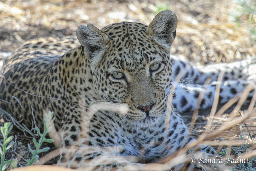 Leopard (Panthera pardus) 01 - Botswana