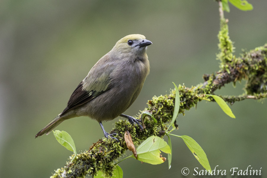 Palmtangare (Thraupis palmarum) 01 - Costa Rica