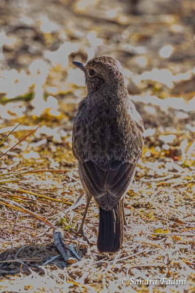Mohrenschwarzkehlchen (Saxicola caprata) 03 - Weibchen (Sri Lanka)