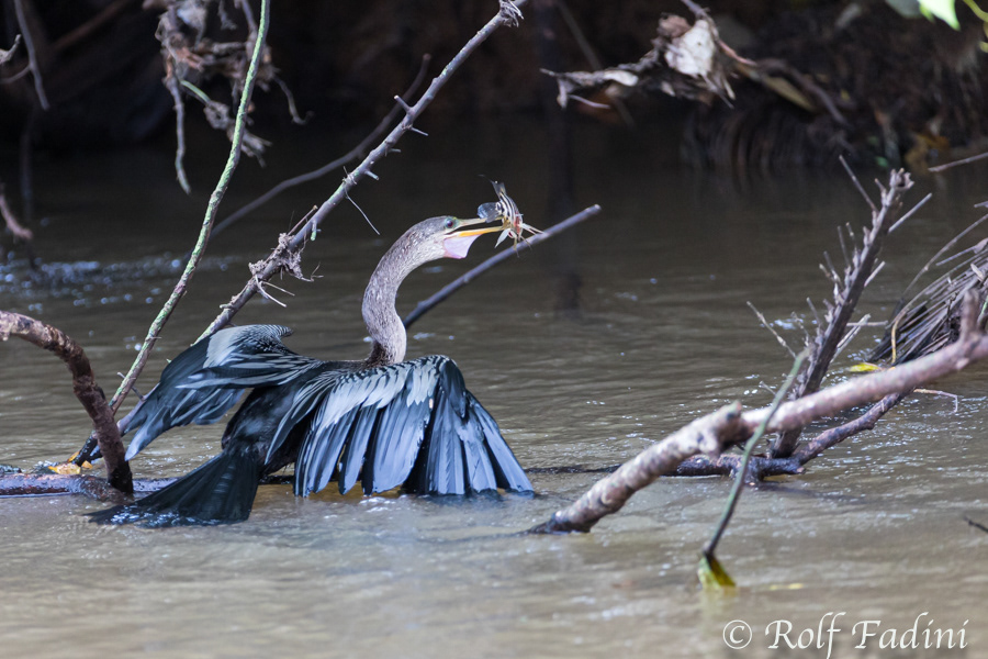 Amerikanische Schlangenhalsvogel (Anhinga anhinga) 06 - mit Fisch (Costa Rica)