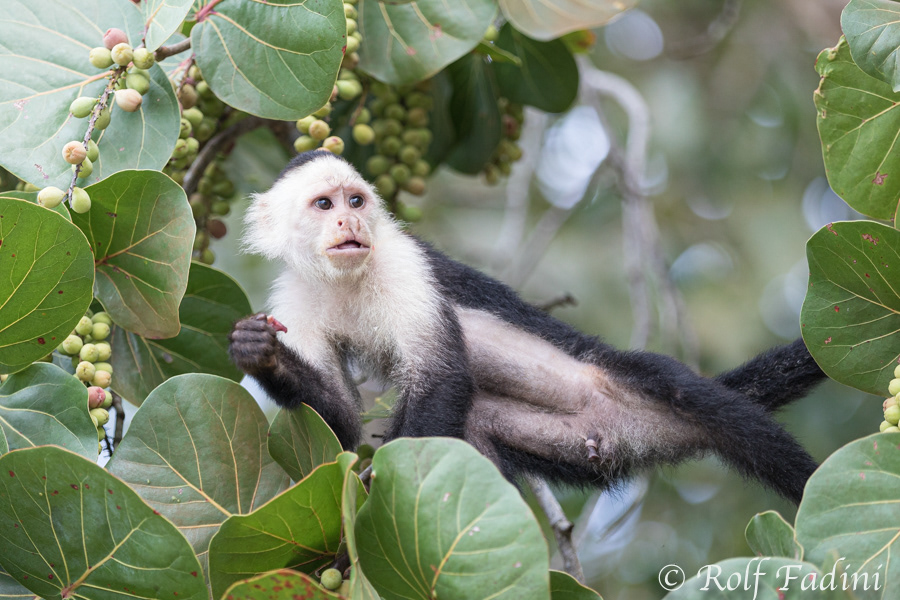 Weißschulterkapuzineraffe (Cebus capucinus) 02 - Costa Rica