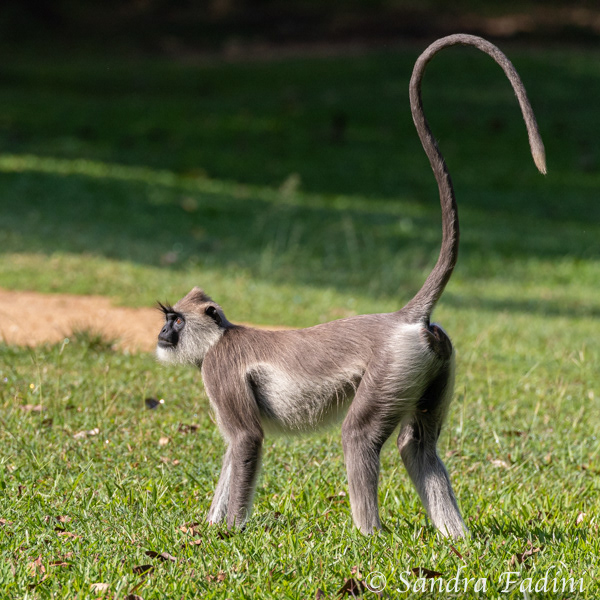 Hanuman-Langur (Semnopithecus) 03 - Sri Lanka