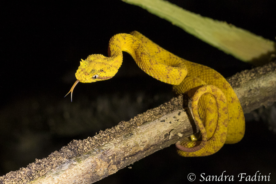 Greifschwanz-Lanzenotter (Bothriechis schlegelii) 05 - Costa Rica