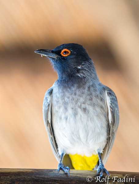 Maskenbülbül (pycnonotus nigricans) 03 - Namibia