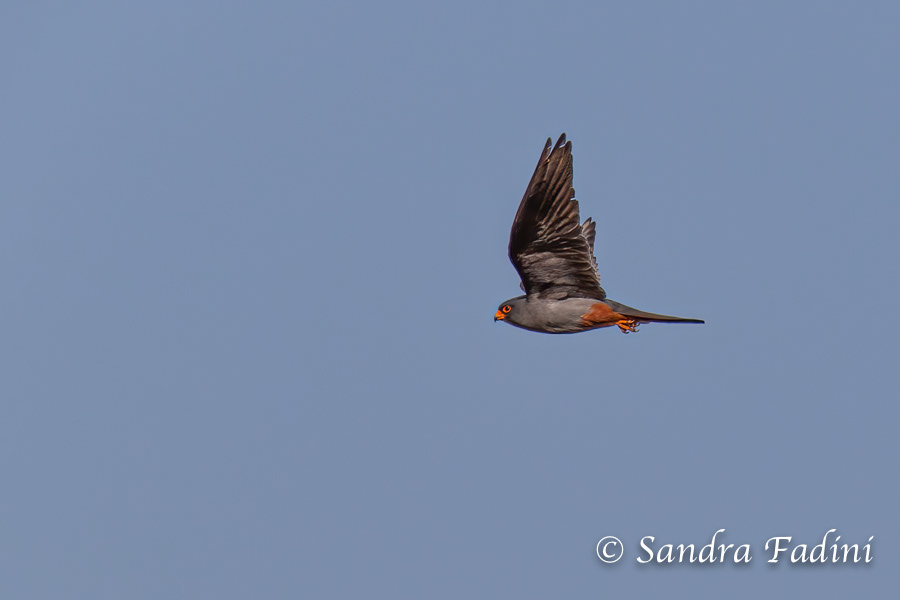 Rotfußfalke (Falco vespertinus) 02 - Männchen (Österreich)