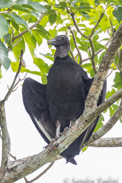 Rabengeier (Coragyps atratus) 04 - Costa Rica